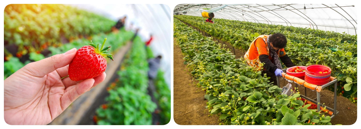 สตอเบอรี่ฟาร์ม สตอเบอรี่ฟาร์ม