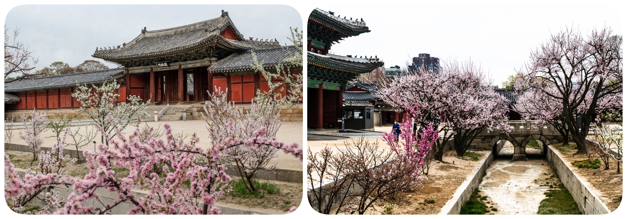 gyeongbokgung palace พระราชเคียงบกกุง