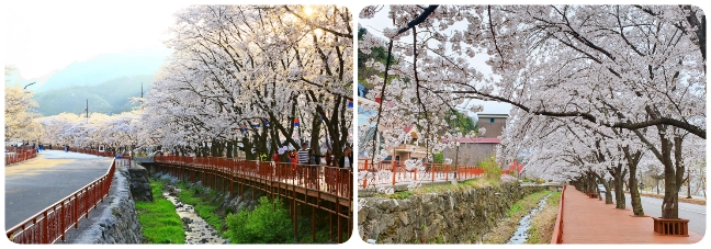 เทศกาลดอกพ็อดกดบาน ณ ถนนดอกพ็อดกดแห่งเอเดน  เทศกาลดอกพ็อดกดบาน ณ ถนนดอกพ็อดกดแห่งเอเดน