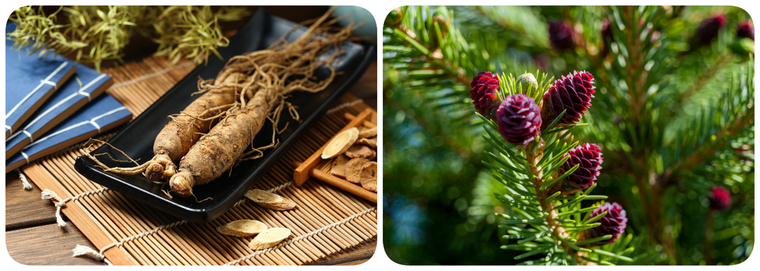 korea-herb สมุนไพร