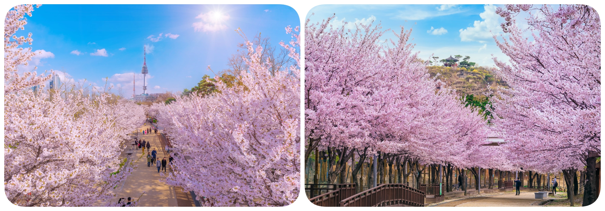 สวนป่าแห่งโซล สวนป่าแห่งโซล