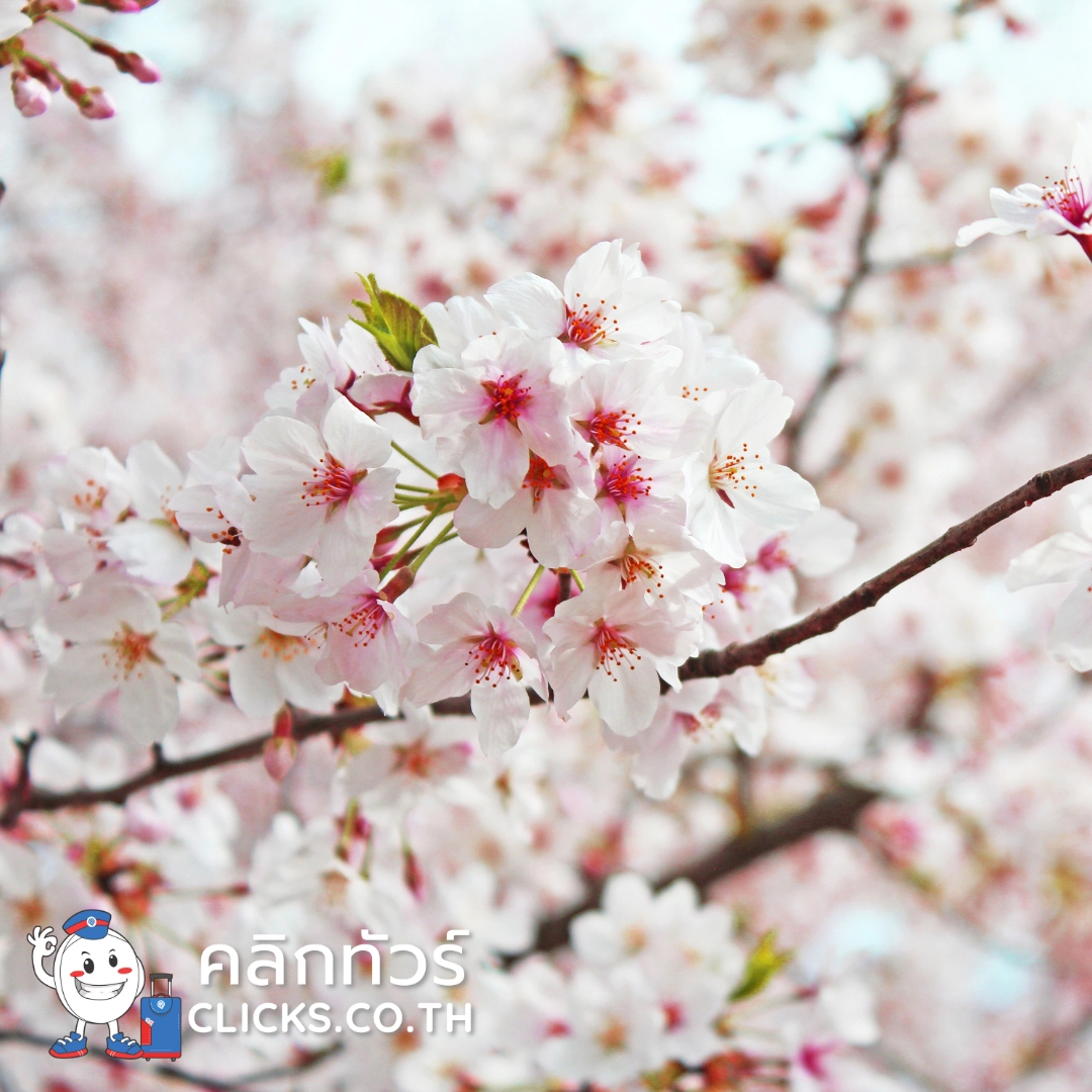 tour-japan-tokyo ทัวร์ญี่ปุ่นโตเกียว